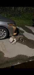Found/Stray Male Dog last seen Alief Clodine, Houston, TX 77082