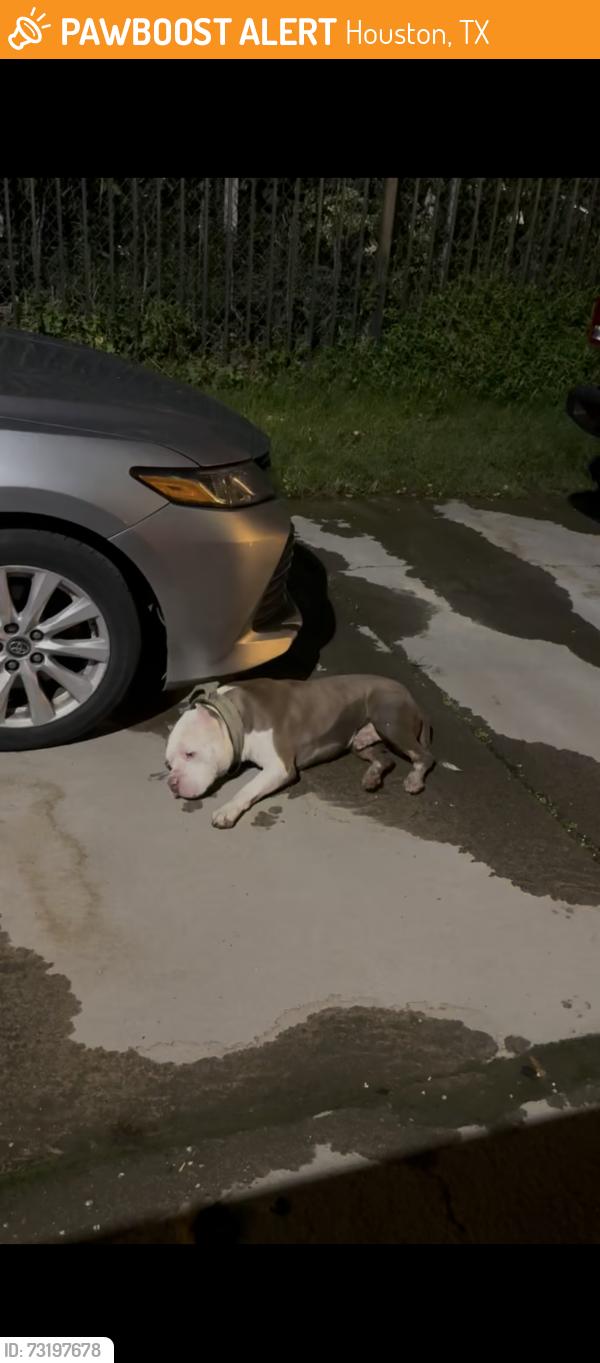 Found/Stray Male Dog last seen Alief Clodine, Houston, TX 77082