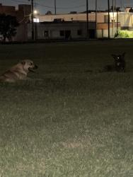 Found/Stray Male Dog last seen North Oklahoma avenue and park place, Oklahoma City, OK 73104