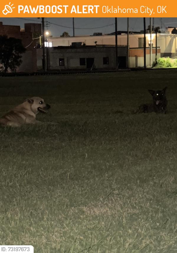 Found/Stray Male Dog last seen North Oklahoma avenue and park place, Oklahoma City, OK 73104