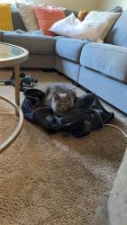 Reunited Male Cat last seen Indiana Ave & Adam’s Street, Paramount, CA 90723
