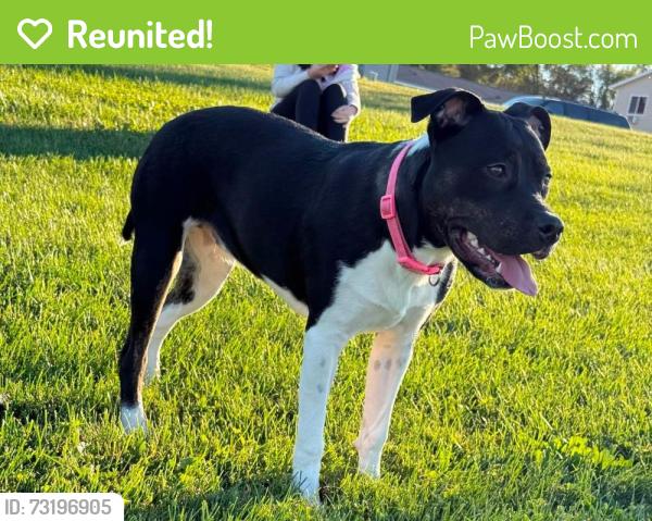 Reunited Male Dog last seen Near Callaghan rd, San Antonio, TX 78228