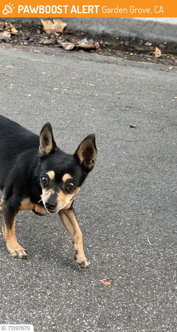 Found/Stray Unknown Dog last seen Central Ave and jefferson, Garden Grove, CA 92844