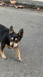 Found/Stray Unknown Dog last seen Central Ave and jefferson, Garden Grove, CA 92844