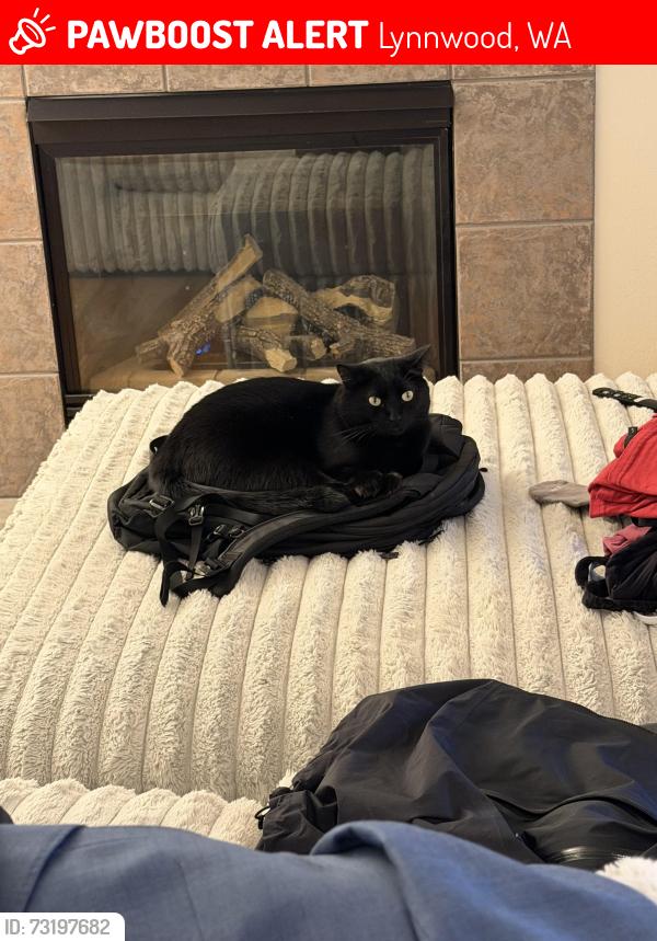 Lost Male Cat last seen 164th st and Martha Lake, Lynnwood, WA 98037