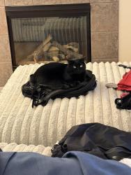 Lost Male Cat last seen 164th st and Martha Lake, Lynnwood, WA 98037