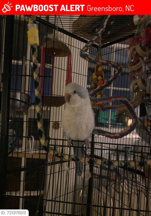 Lost Male Bird last seen Harvest Church, Jamestown NC, Greensboro, NC 27407
