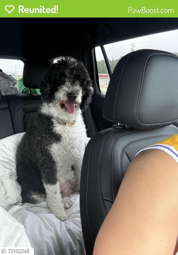 Reunited Female Dog last seen Sheridan street, Hollywood, FL 33024