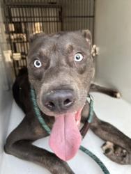Shelter Stray Male Dog last seen Near loverwood court, Atlanta, GA, 1251 Fulton Industrial Blvd NW, Atlanta, GA 30336, USA
