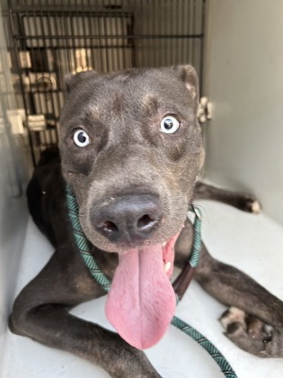 Shelter Stray Male Dog last seen Near loverwood court, Atlanta, GA, 1251 Fulton Industrial Blvd NW, Atlanta, GA 30336, USA