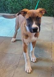 Shelter Stray Male Dog last seen Near TIMBERWOLF DR, CITY of El Paso, TX, 5001 Fred Wilson Ave, El Paso, TX 79906, USA