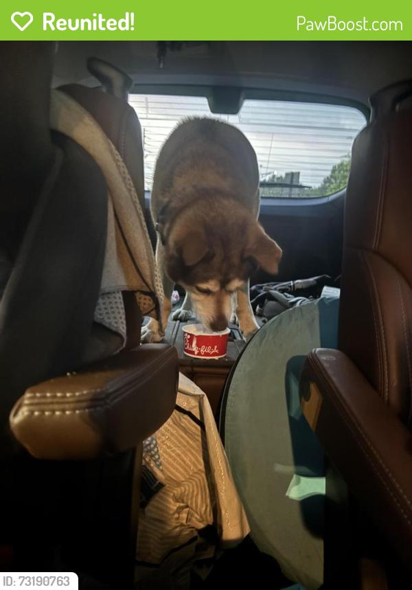 Reunited Female Dog last seen Tazikis at the Colonade, Birmingham, AL 35243