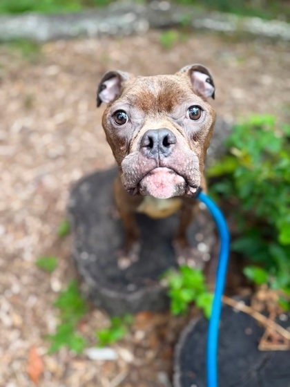 Shelter Stray Male Dog last seen Near Vine st, 21223, MD, 2490 Giles Rd, Baltimore, MD 21225, USA