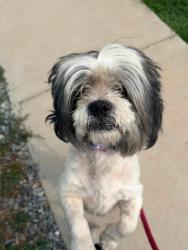 Shelter Stray Male Dog last seen Near Edison Hwy, 21213, MD, 2490 Giles Rd, Baltimore, MD 21225, USA