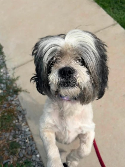 Shelter Stray Male Dog last seen Near Edison Hwy, 21213, MD, 2490 Giles Rd, Baltimore, MD 21225, USA