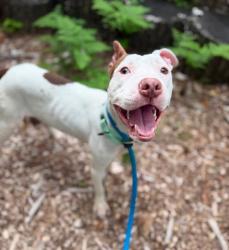 Shelter Stray Male Dog last seen Franklintown Rd & William St, 21207, MD, 2490 Giles Rd, Baltimore, MD 21225, USA