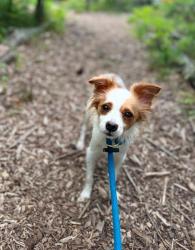 Shelter Stray Female Dog last seen Near Arizona Ave`, 21206, MD, 2490 Giles Rd, Baltimore, MD 21225, USA
