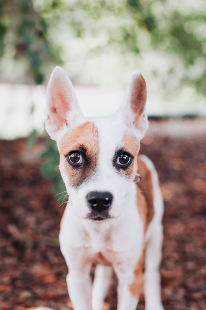 Shelter Stray Female Dog last seen Near Larry Street, North Charleston, SC, 2455 Remount Rd, North Charleston, SC 29406, USA