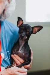 Shelter Stray Male Dog last seen Near Hawthorne Drive, North Charleston, SC, 2455 Remount Rd, North Charleston, SC 29406, USA