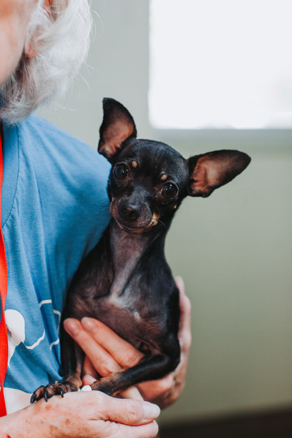 Shelter Stray Male Dog last seen Near Hawthorne Drive, North Charleston, SC, 2455 Remount Rd, North Charleston, SC 29406, USA