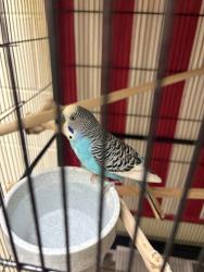Shelter Stray Male Parakeet (budgie) last seen Herndon,VA,20170,Worchester St/Dranesville Rd, Herndon, Town of, VA, 4500 West Ox Rd, Fairfax, VA 22030, USA