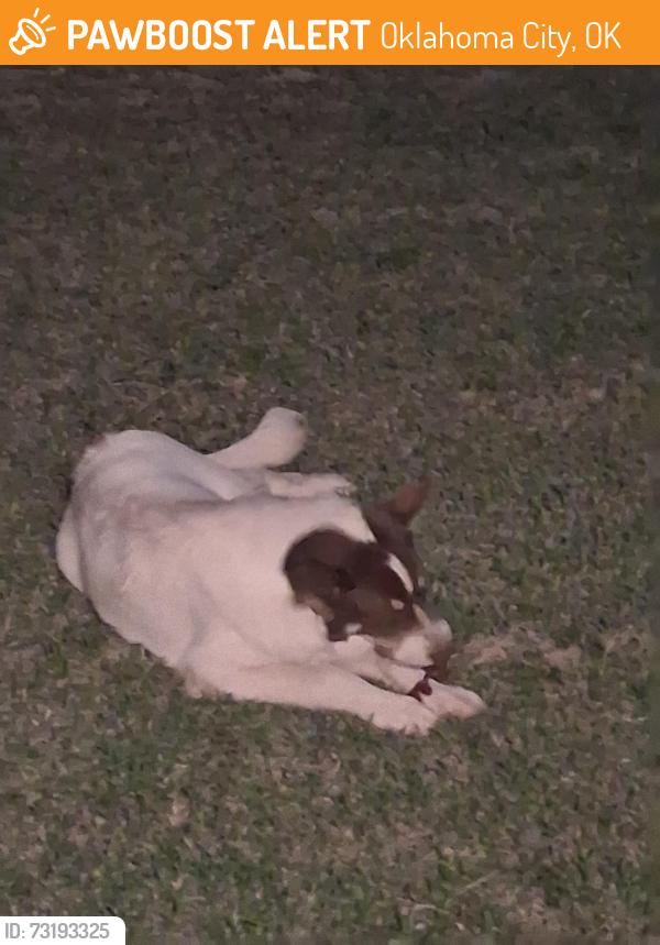 Found/Stray Unknown Dog last seen NW 91ST & FRANCIS, Oklahoma City, OK 73114