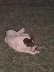 Found/Stray Unknown Dog last seen NW 91ST & FRANCIS, Oklahoma City, OK 73114