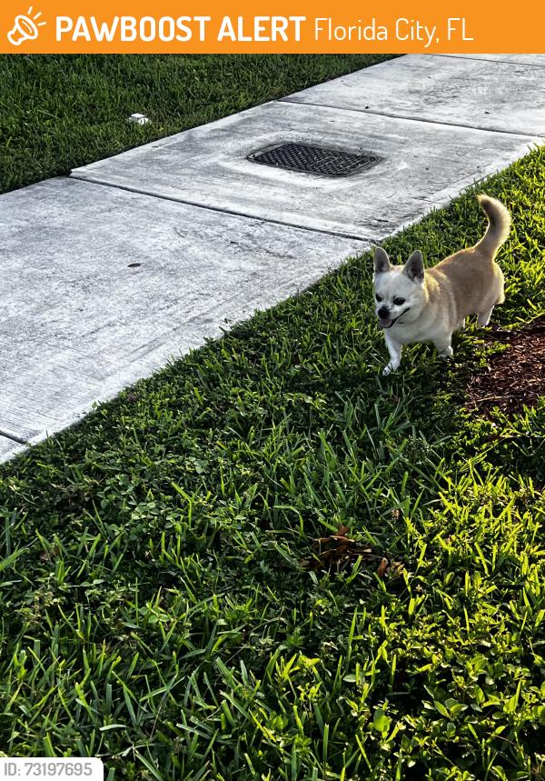 Found/Stray Male Dog last seen Florida City, Florida City, FL 33034