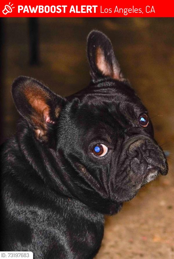 Lost Male Dog last seen S san pedro and 59th street, Los Angeles, CA 90003