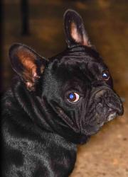 Lost Male Dog last seen S san pedro and 59th street, Los Angeles, CA 90003