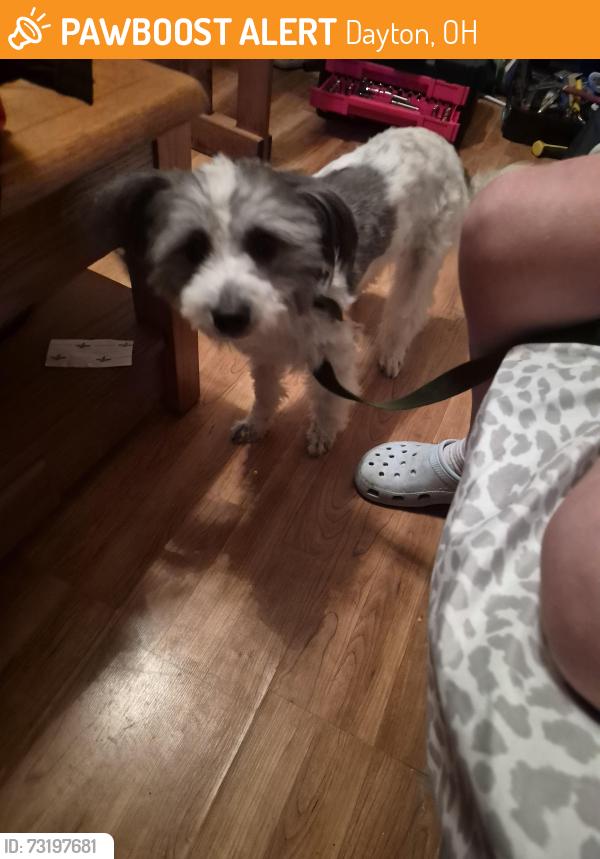 Found/Stray Female Dog last seen 3rd and Springfield st, Dayton, OH 45403