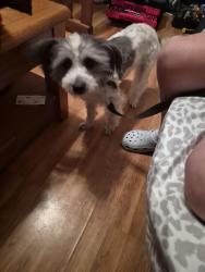 Found/Stray Female Dog last seen 3rd and Springfield st, Dayton, OH 45403