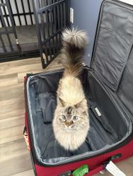 Reunited Female Cat last seen Ustick and Madison North Nampa, Nampa, ID 83651