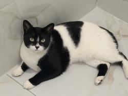 Lost Female Cat last seen Friar Tuck Cour, Mississauga, ON L5K 1S8