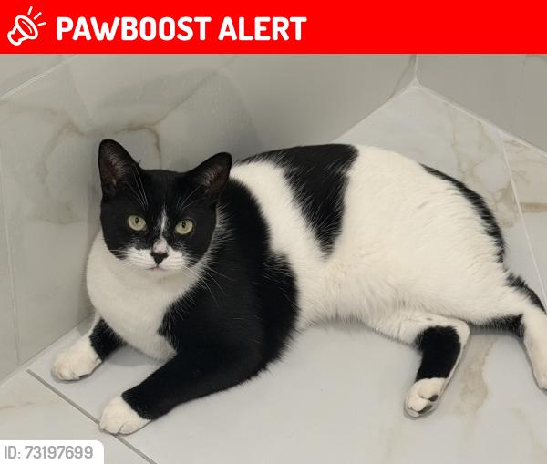 Lost Female Cat last seen Friar Tuck Cour, Mississauga, ON L5K 1S8