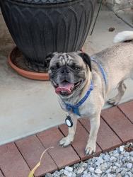 Reunited Male Dog last seen Near Monument Pkwy, Perris, CA 92570, USA, Perris, CA 92570