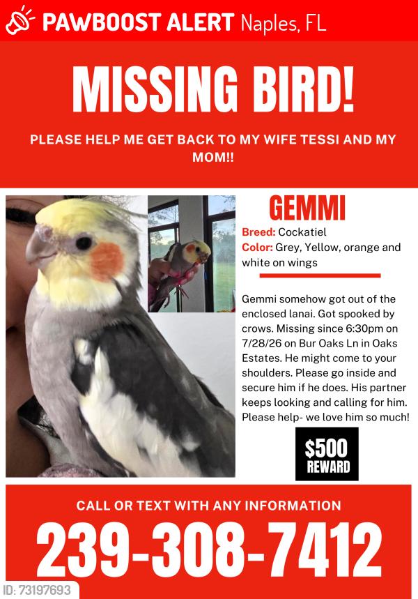 Lost Male Bird last seen Bur Oaks LN Between Shady Oaks and English Oaks. Close to Vanderbilt Beach Rd & Oaks BLVD, Naples, FL 34119