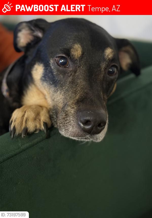 Lost Female Dog last seen Southern and Rural, Tempe, AZ 85282