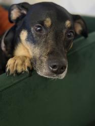 Lost Female Dog last seen Southern and Rural, Tempe, AZ 85282