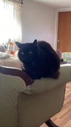 Lost Female Cat last seen SE McKinley RD, Gresham, OR 97080