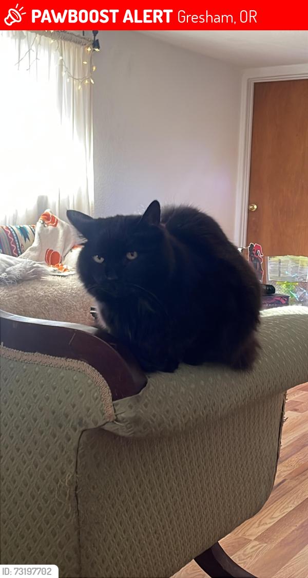 Lost Female Cat last seen SE McKinley RD, Gresham, OR 97080