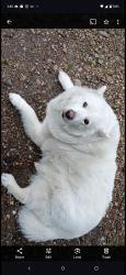 Reunited Female Dog last seen 3rd and Sheridan, Lakewood, CO 80226