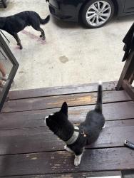 Found/Stray Female Dog last seen Airline and 610 n, Houston, TX 77076