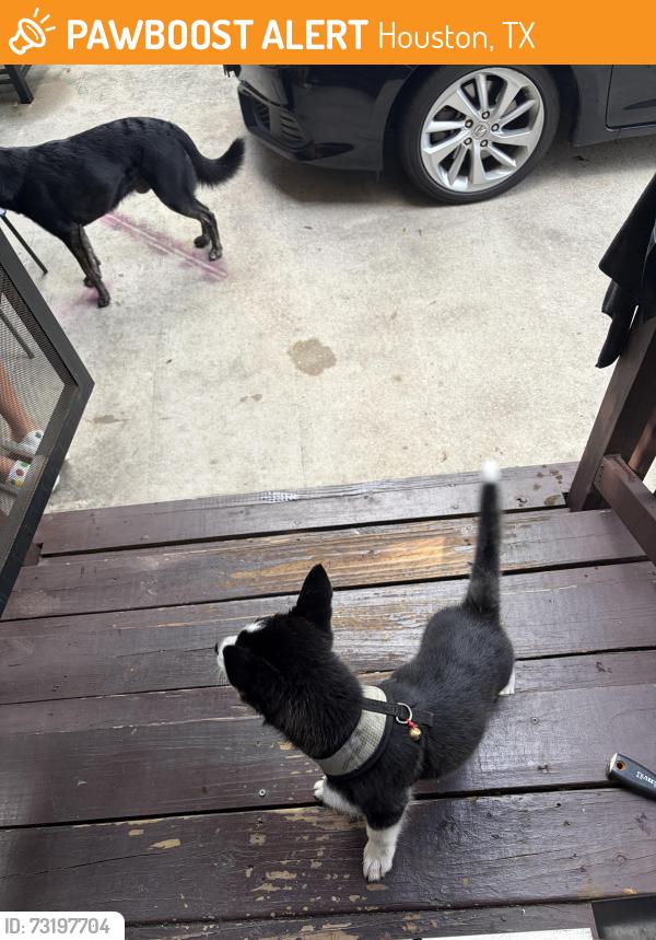 Found/Stray Female Dog last seen Airline and 610 n, Houston, TX 77076