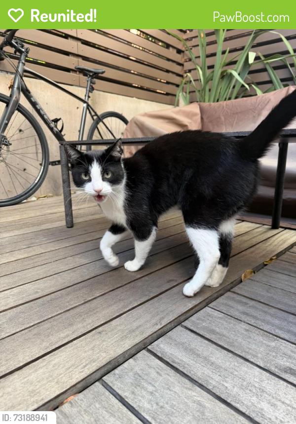 Reunited Unknown Cat last seen Sacramento and Fillmore, San Francisco, CA 94115