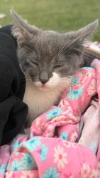 Lost Female Cat last seen W jefferson ave, Detroit, MI 48216