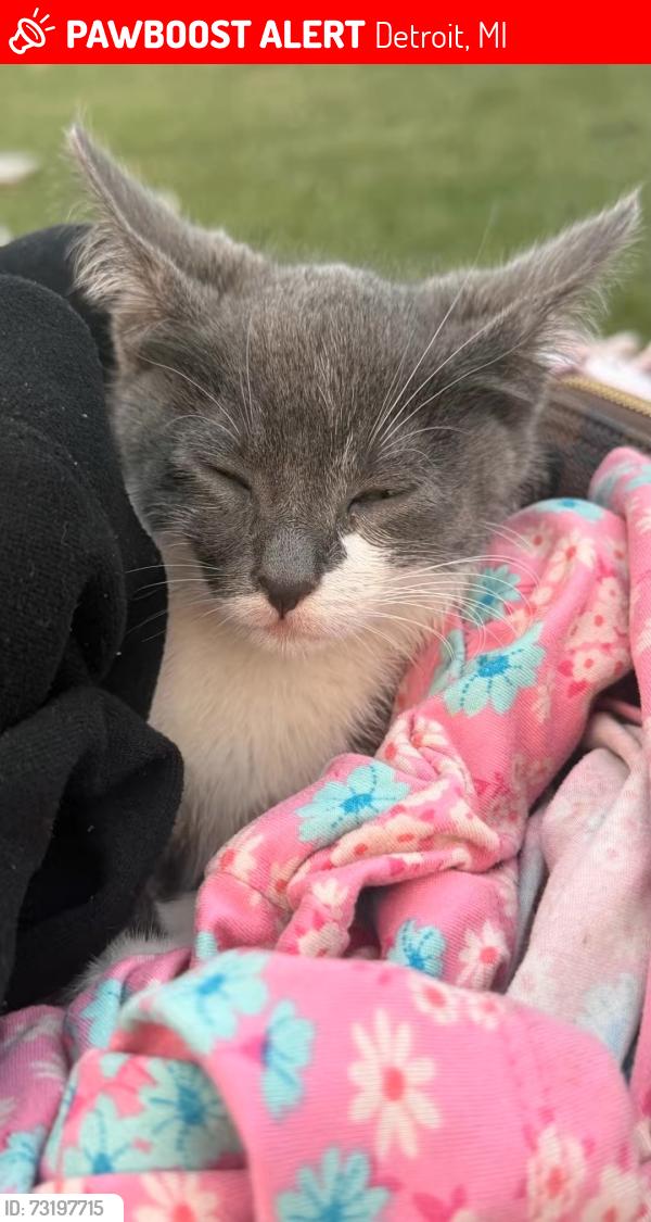 Lost Female Cat last seen W jefferson ave, Detroit, MI 48216