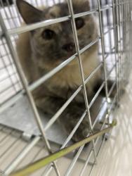 Shelter Stray Unknown Cat last seen Cranberry Court, VIRGINA BEACH, VA, 341 S Birdneck Rd, Virginia Beach, VA 23451, USA