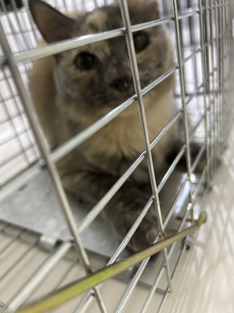 Shelter Stray Unknown Cat last seen Cranberry Court, VIRGINA BEACH, VA, 341 S Birdneck Rd, Virginia Beach, VA 23451, USA
