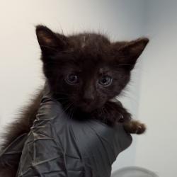 Shelter Stray Male Cat last seen Near Campenille Drive, San Diego, CA, 92182, 5500 Gaines St, San Diego, CA 92110, USA